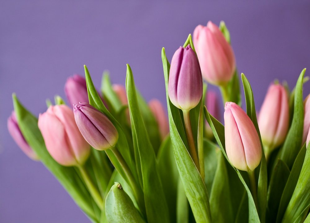 tulips